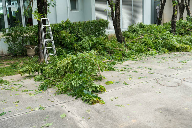 The Steps Involved in Our Tree Care Process in Hudson, MI